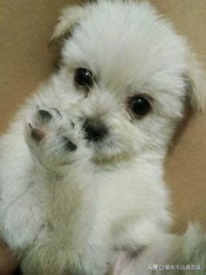 高颜值肌肉奶狗,什么样的小奶狗最可爱