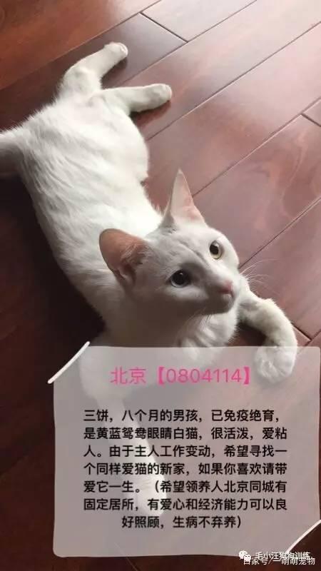入手猫咪的渠道,如何才能获得猫咪