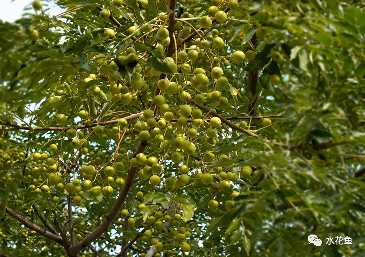 鱼类寄生虫用什么药,鱼类寄生虫怎么灭杀