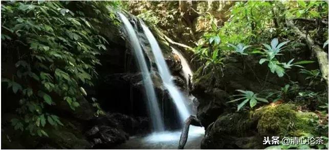 易武茶的特点和缺点,易武茶的骚香是什么香