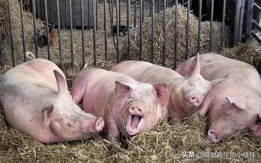 养猪防蚊蝇神器,养猪防蚊蝇技术