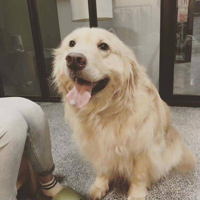 和宠物告别,和宠物告别嚎啕大哭