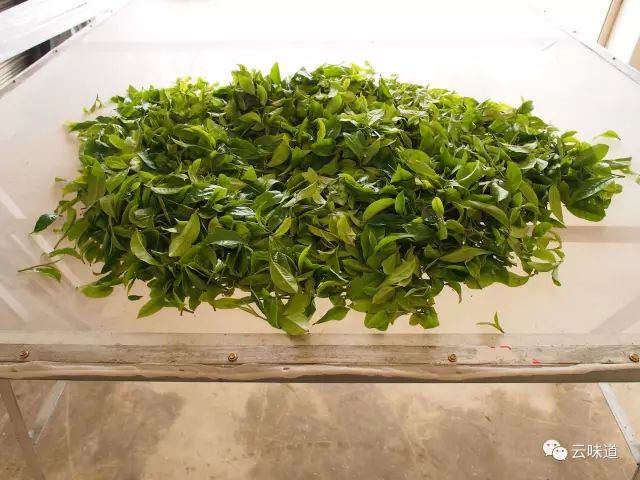 18万冰岛普洱茶,冰岛18年茶价格
