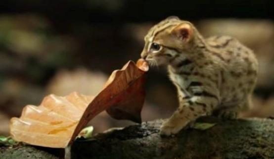 猫咪最重能长到多少斤,猫咪最重可以达到多少斤