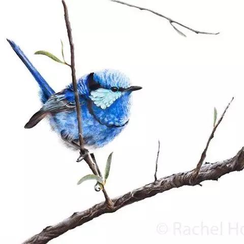 画鸟彩铅教程,画鸟彩铅