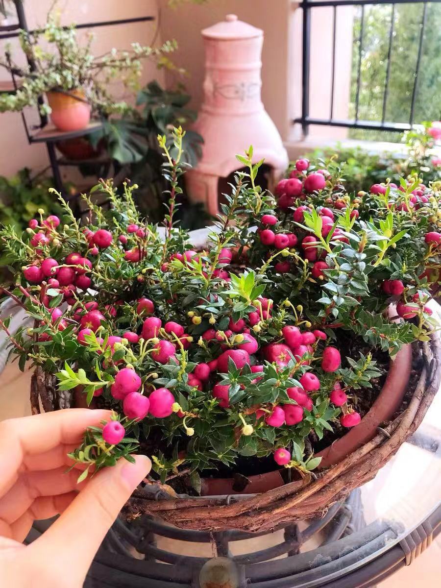 刷屏级花草，我也就拿着手机看了一下午而已！