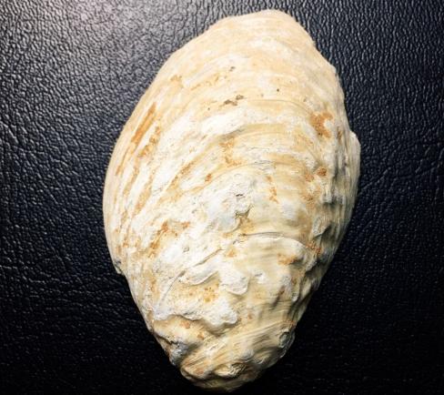 浅析收藏中关于货贝形制的辨识问题