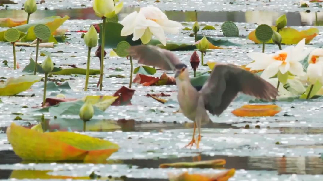閮戝窞椋為笩瀹跺洯鍥剧墖澶у叏,閮戝窞椋為笩瀹跺洯椋庢櫙
