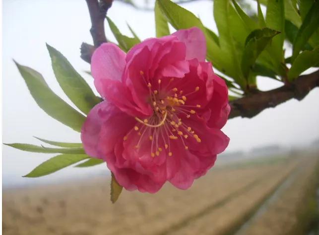 故乡的桃花,故乡的桃花开了