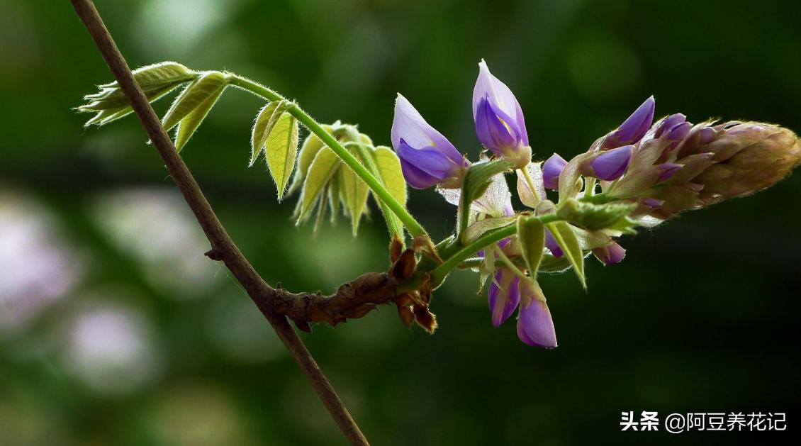 地上挖出来的紫藤如何种盆栽,紫藤盆栽的养殖技术和管理方法