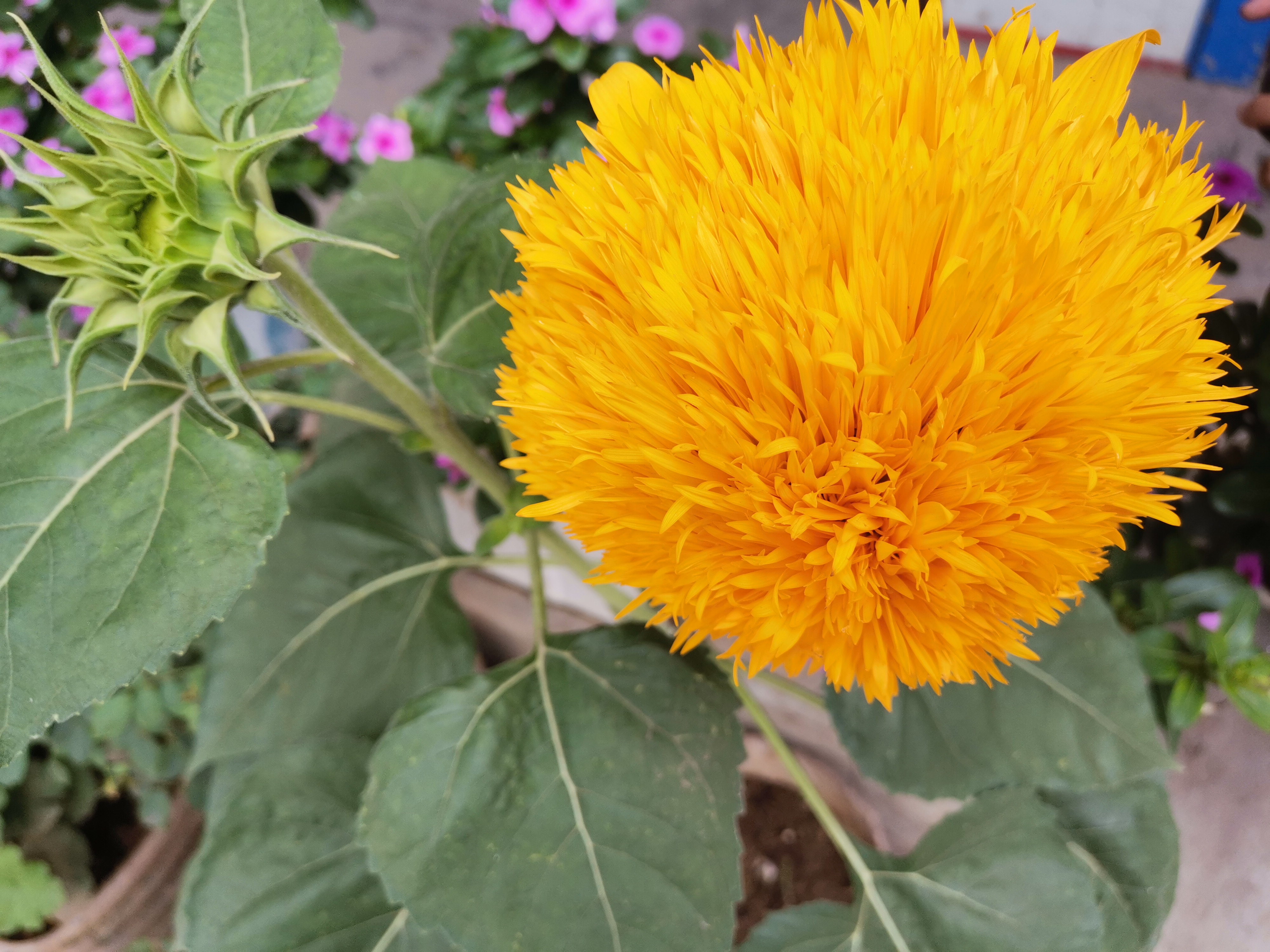 厨余垃圾沤制肥土最简单的方法,家庭厨余沤肥后怎么使用