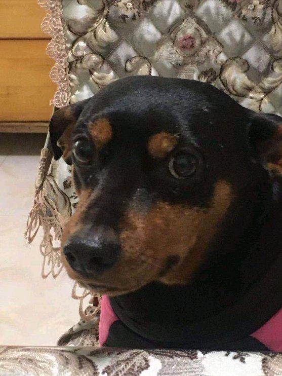 小鹿犬要去世后会有哪些反应,3个月的小鹿犬突然死亡