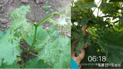 葡萄常见的虫害有哪些,葡萄虫害最佳防治方法