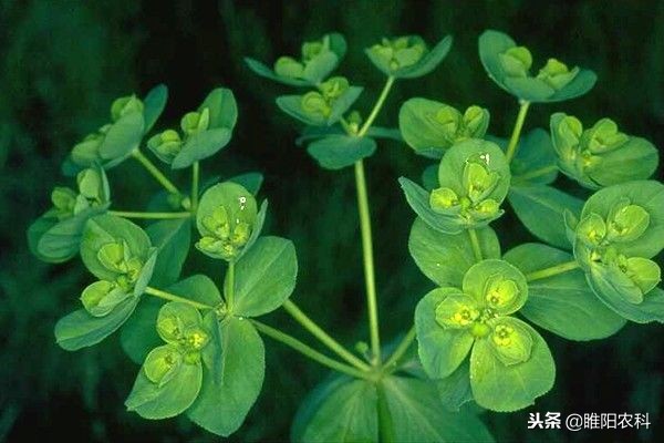 哪些除草剂对下茬小麦有影响,有什么除草剂打的麦子不受影响