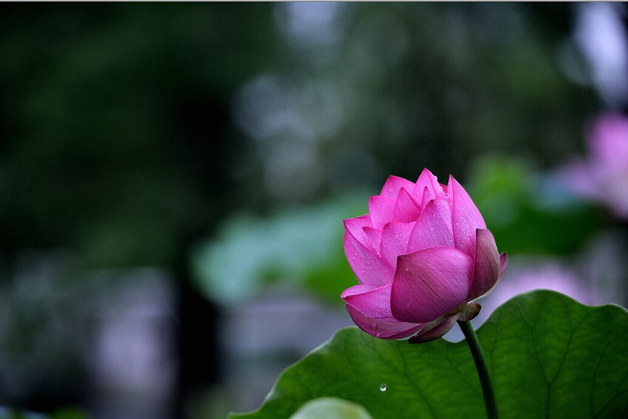 鹤城印象荷花图片,鹤城区看荷花
