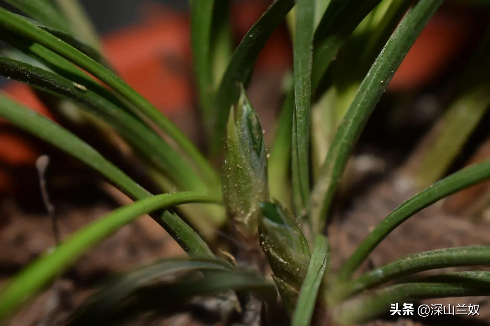 兰花出花苞了要怎样养护,兰花在出花苞时如何养护