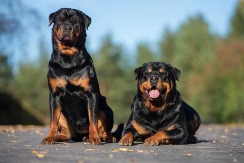 城市里禁止养哪些犬,城市里应不应该养狗