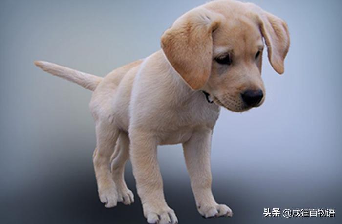 老年狗太瘦了怎么调养,狗太瘦怎么补最快增肥