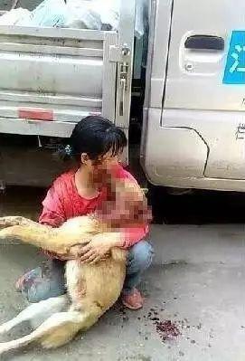 狗狗交配时强行将它们分开？脑子是个好东西，希望你能有！