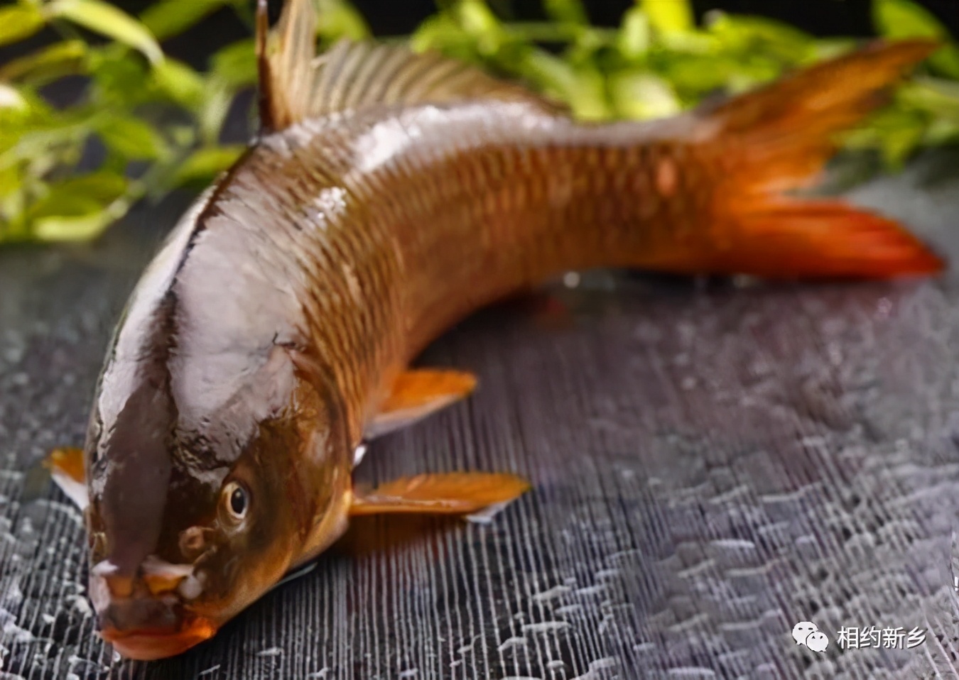 闻香识酒干红葡萄酒,闻香识艾草