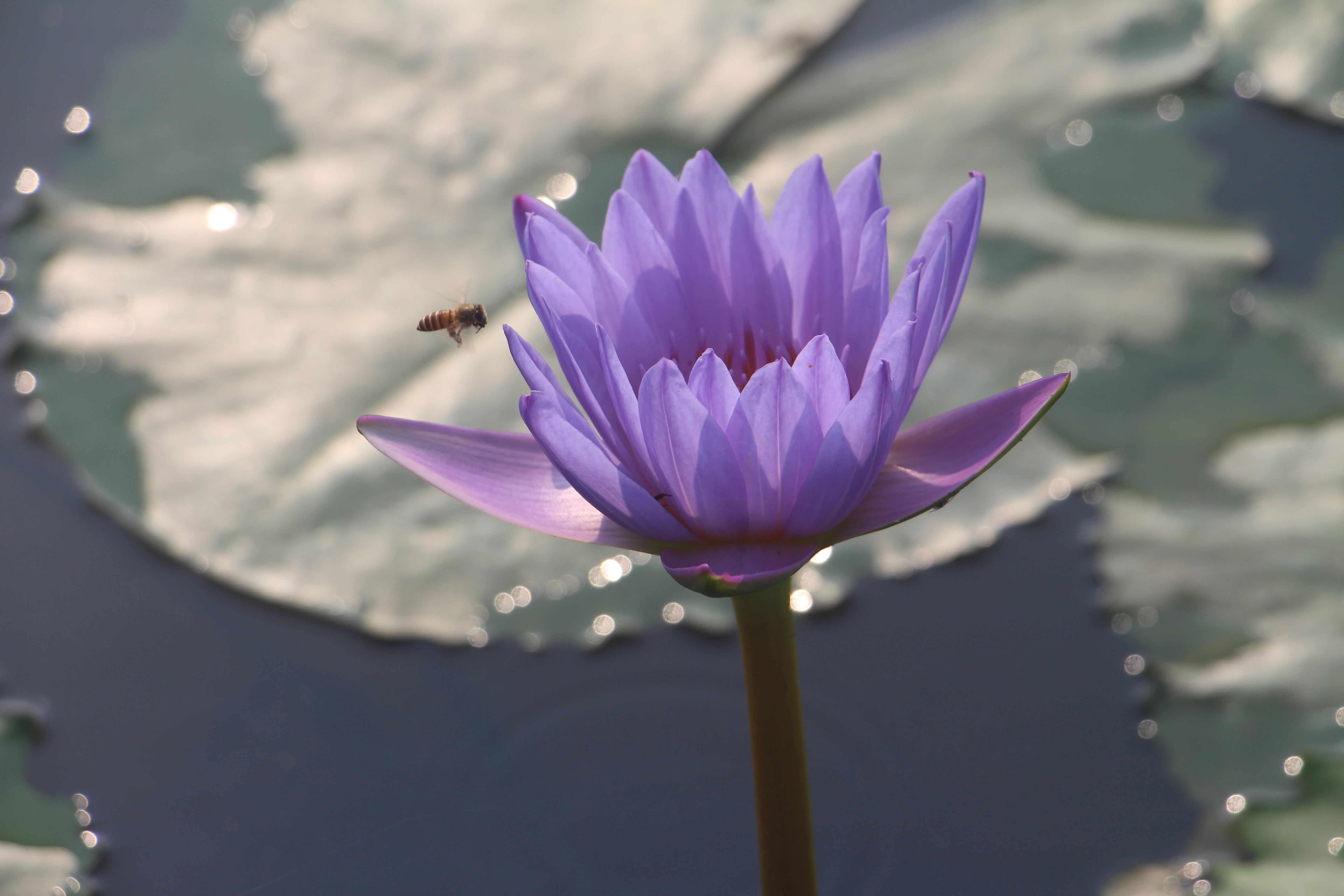 广西武宣县二塘石耇村:睡莲花开,扮靓乡村