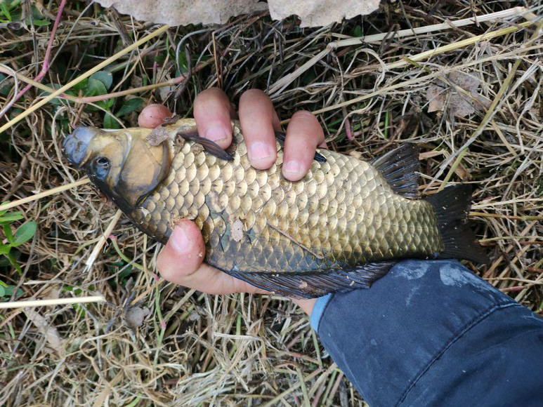 什么样的鲫鱼没有寄生虫,什么样的鲫鱼才是野生的