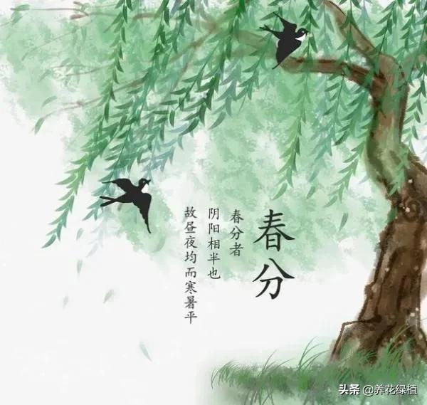 动画二十四节气春分,二十四节气春分解释
