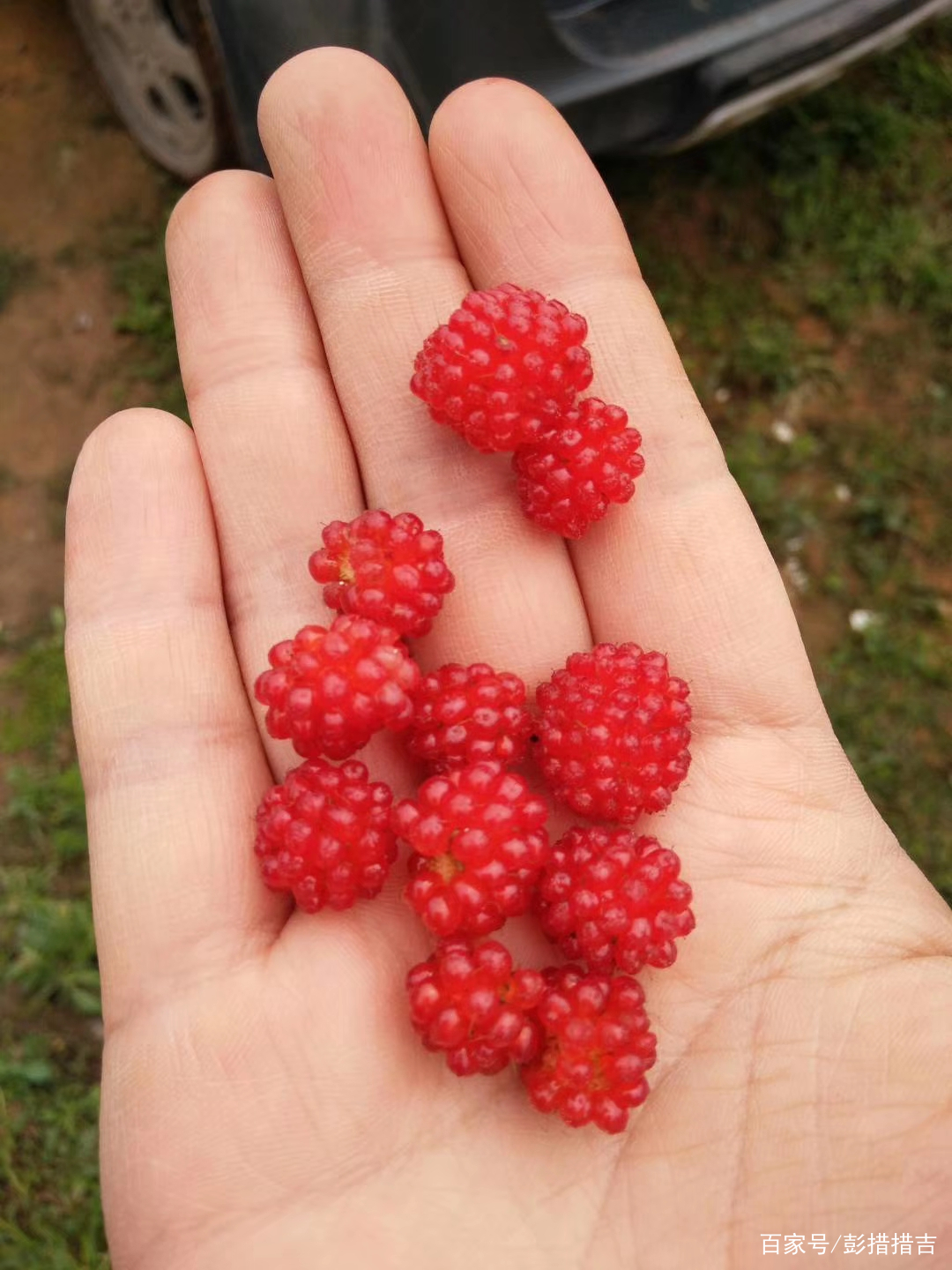 儿时的记忆农村野果,家乡野果记忆深处的味道