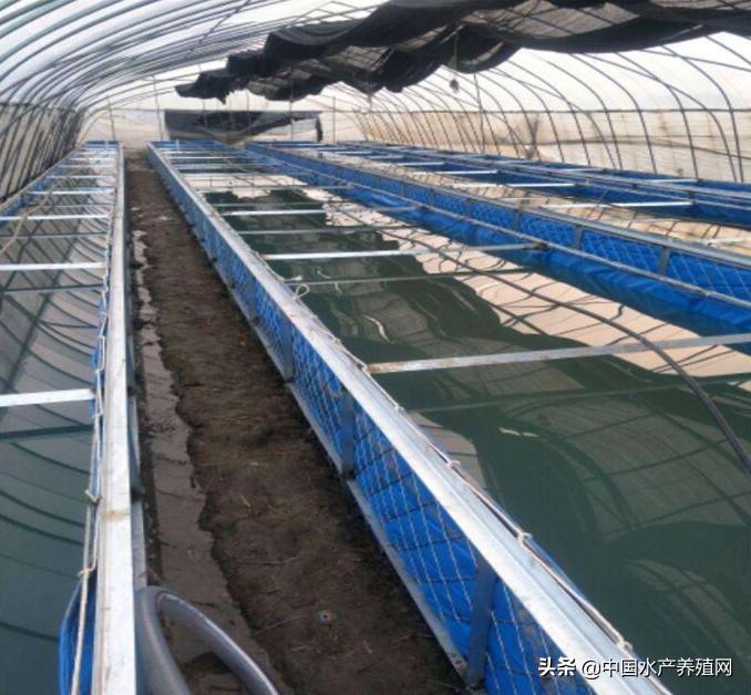 帆布池养殖要注意哪些,为什么很多人帆布池养殖都失败了