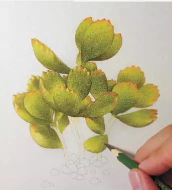 彩铅画入门教程多肉,彩铅画教程入门多肉