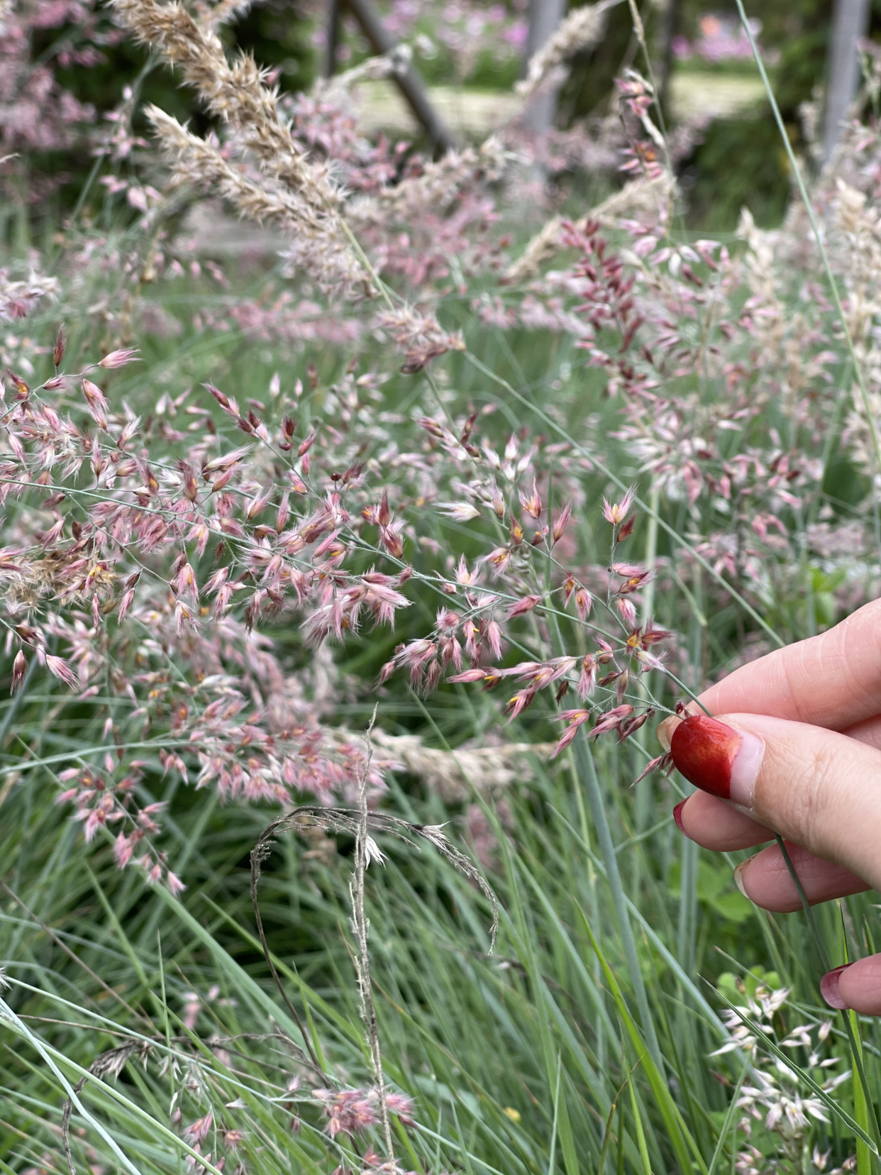 厦门春节期间景点免费有哪些地方,带娃厦门旅游三天攻略景区