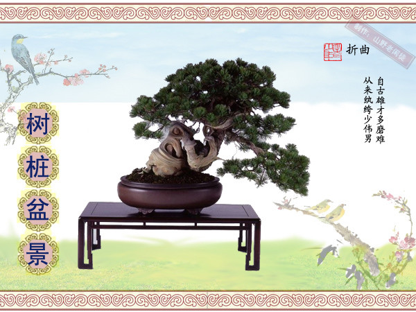 高山杜鹃花老树桩盆景,大树桩盆景欣赏