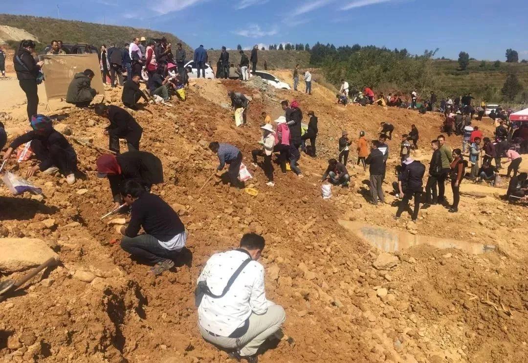 被捧红的各类新玉种究竟什么来头,目前的新玉种有多少