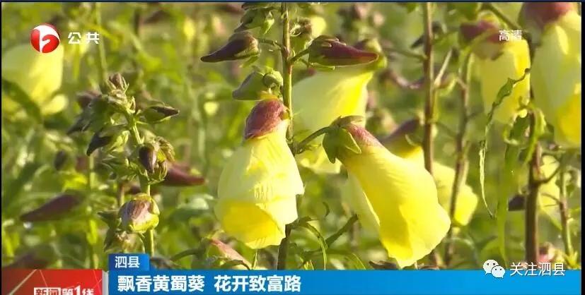 来赴一场雪乡长白山之约,来赴一场冬日的黄金之约