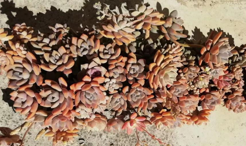 多肉养出状态来有多美?这102种多肉控养上色之后美呆了