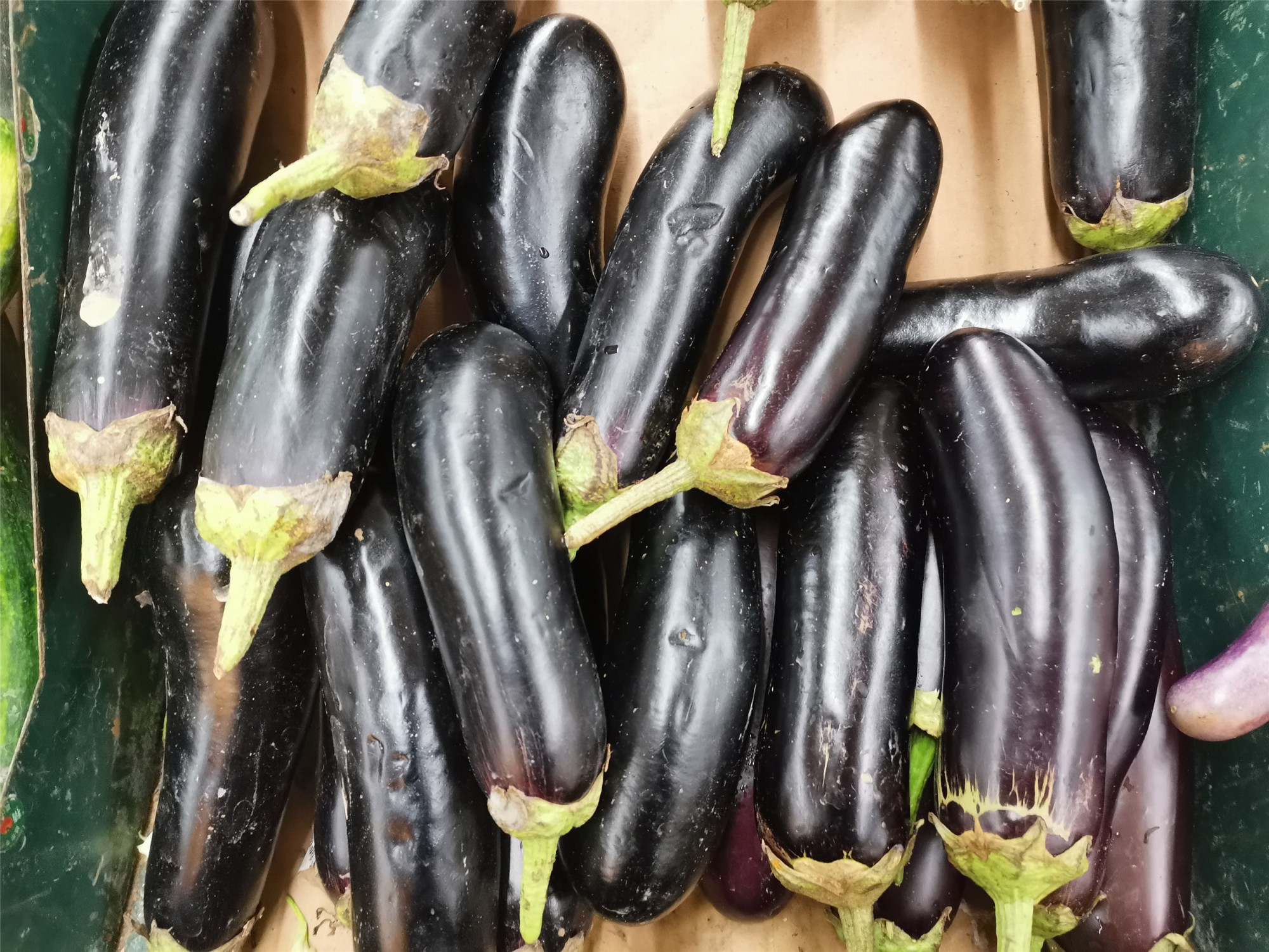 圆茄子和长茄子哪个便宜 (选圆茄子还是长茄子)