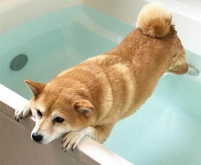 冬天怎么给狗狗洗澡才能不生病,狗狗不洗澡也能保持干净的方法