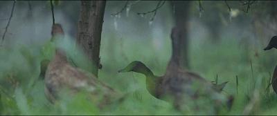 田园牧歌有哪些,田园牧歌纪录片