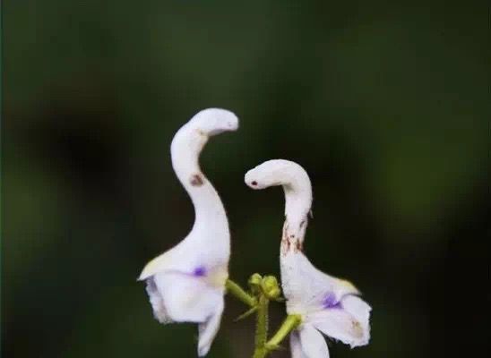 “上帝的指纹”及一些奇怪的花,世界真有趣