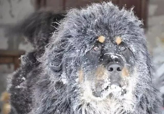 世界上最强的10种狗排名,世界上巨型狗大全