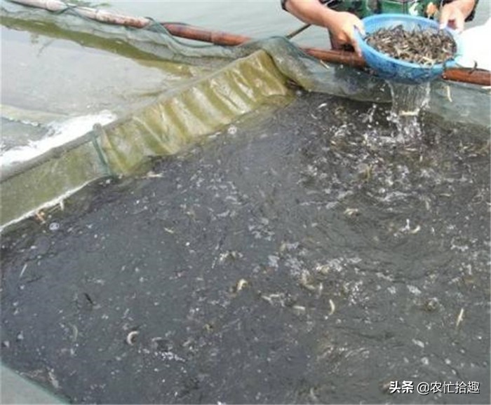 塘头价低至5元，卖一塘亏一塘，继续养更亏，市场却12元一斤