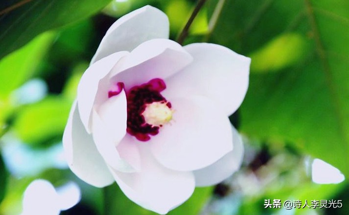 《李灵光世界国花诗》第1章第1节：亚洲东亚5国国花