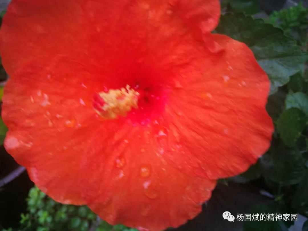 中不中歌词,中不中中的由来