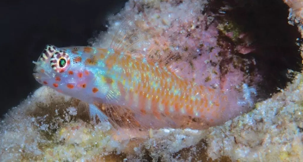 已经有很多人开始吸这种鱼，你却还没有正眼看过它