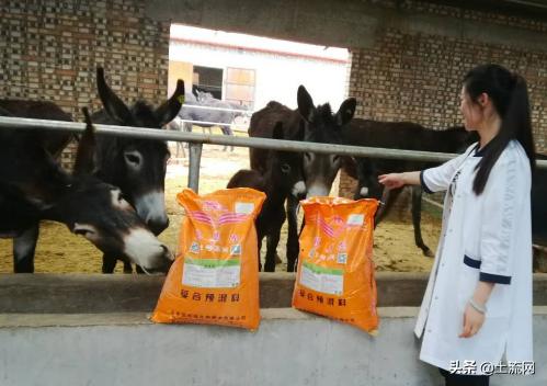 适合新手创业的养殖项目,农村创业低成本做什么养殖最适合