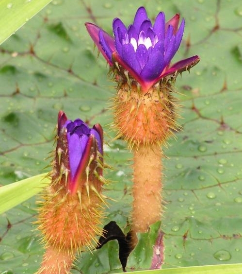 补脾中药芡实的功效与作用,芡实怎么吃补肾补脾