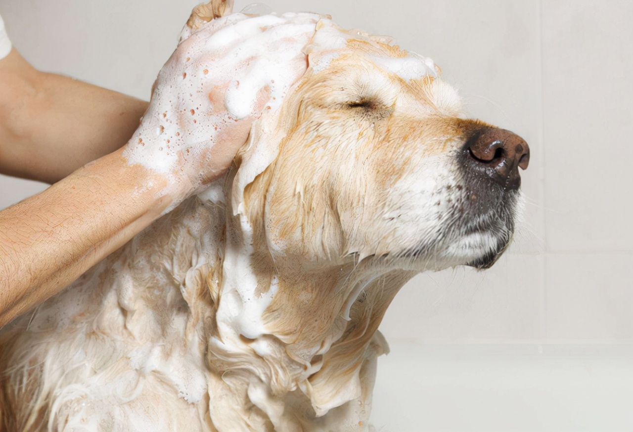 养狗内行人才知道的养狗诀窍,养狗10年的讲究