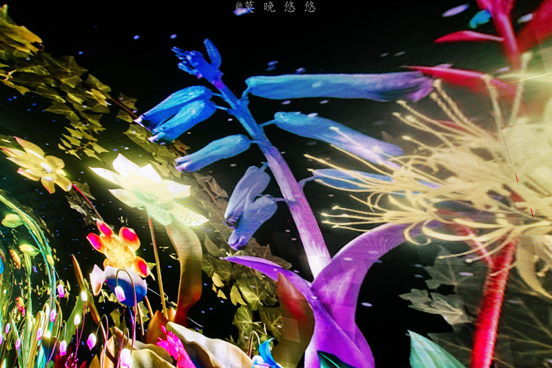 海洋极地海洋世界攻略,正佳极地海洋世界白鲸海象