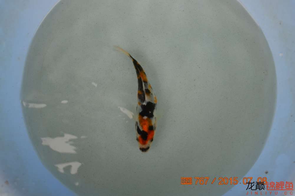 锦鲤苗成长,日本锦鲤水花苗成长