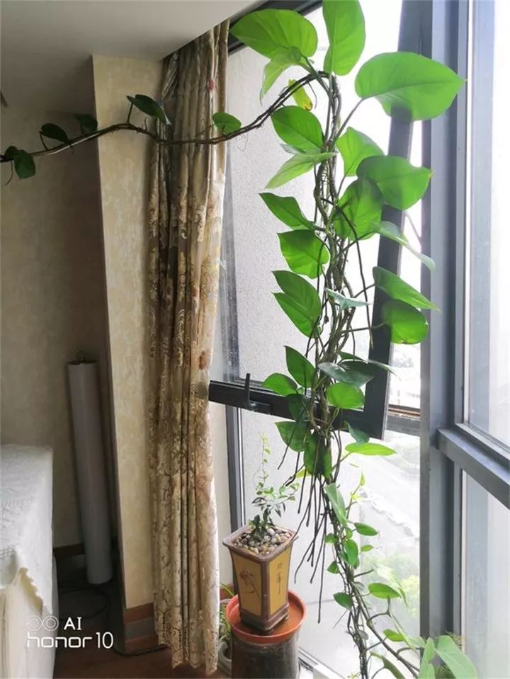 缁胯悵闀垮緱鏋濈箒鍙惰寕,浜哄鍏荤殑缁胯悵鏋濈箒鍙惰寕